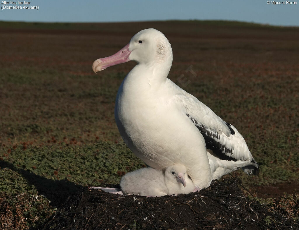 Albatros hurleur