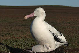 Snowy Albatross