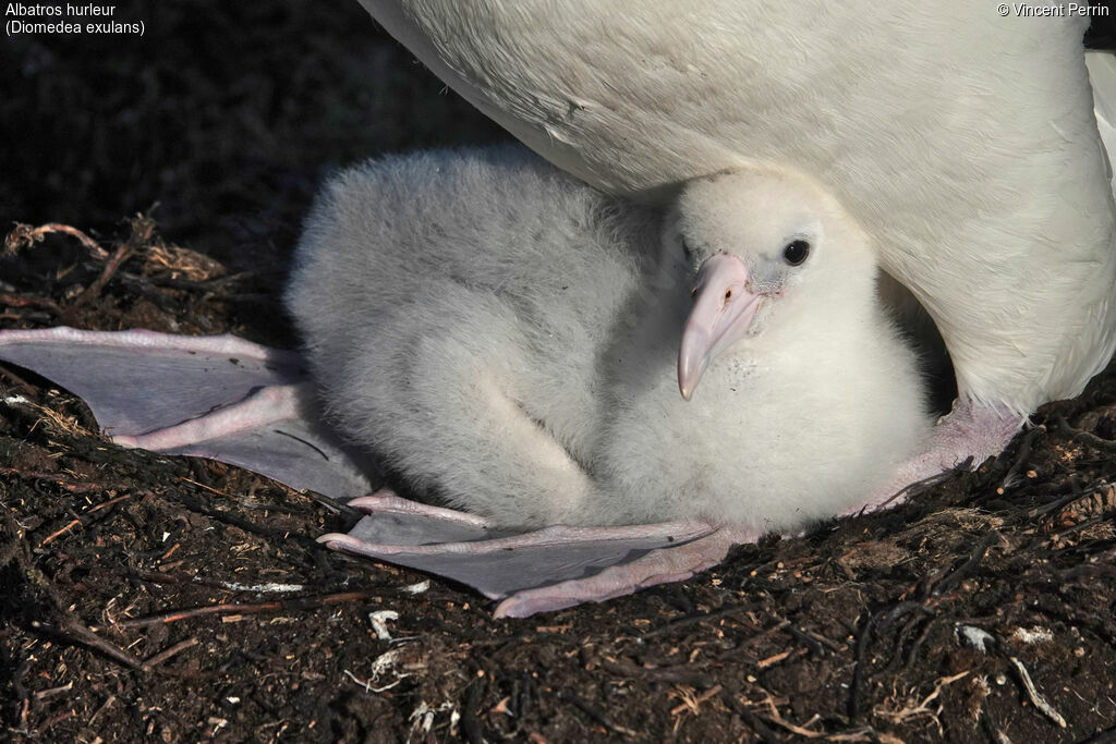 Snowy Albatross