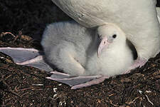 Albatros hurleur