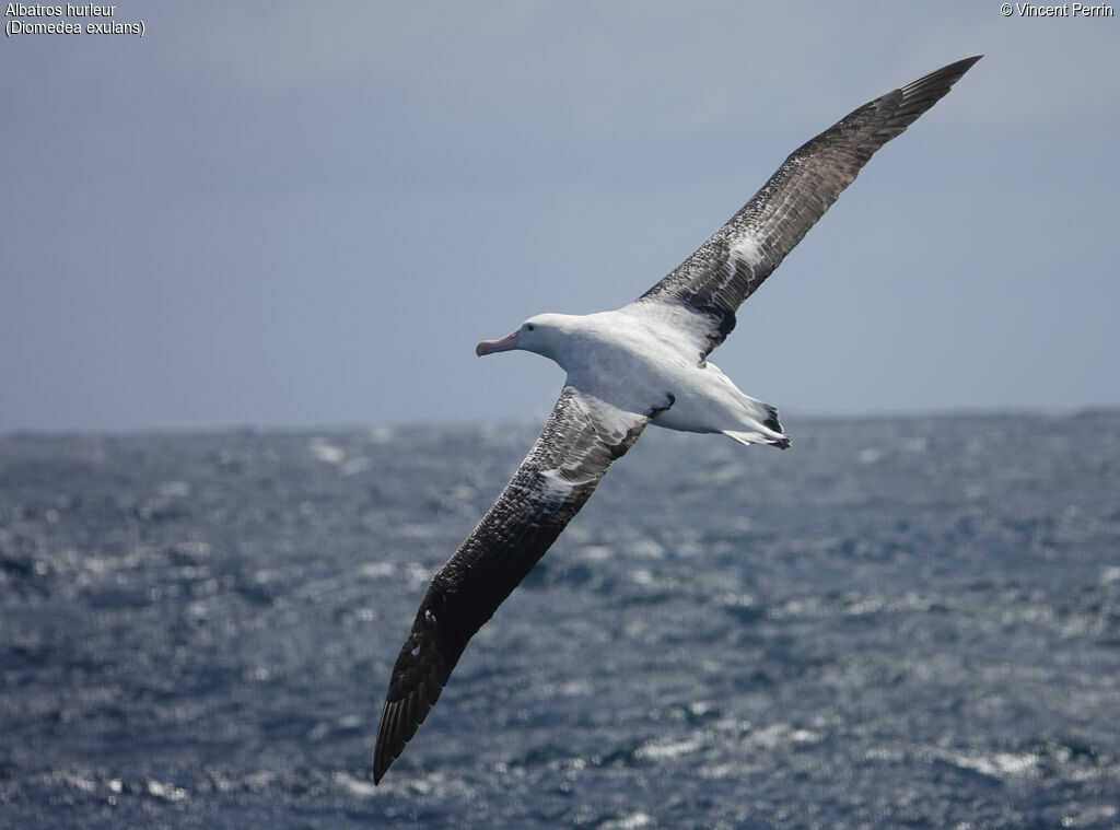 Snowy Albatross