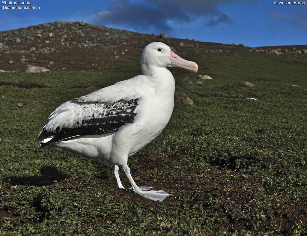 Snowy Albatross