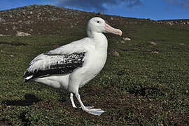 Snowy Albatross