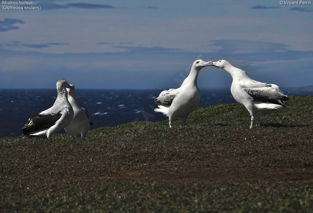 Wandering Albatross