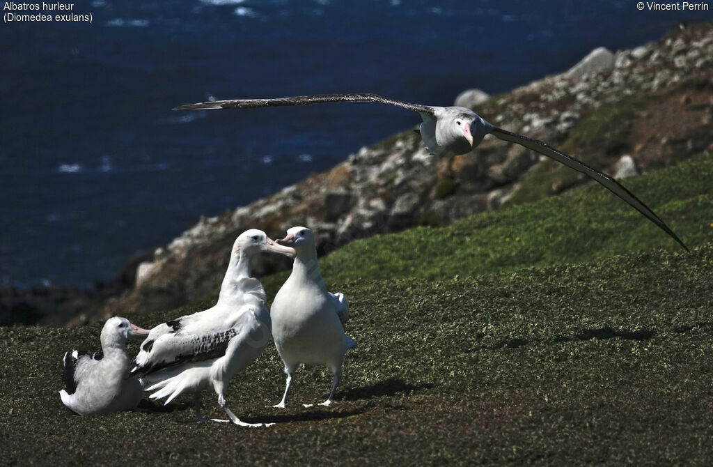 Albatros hurleur