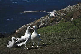 Albatros hurleur