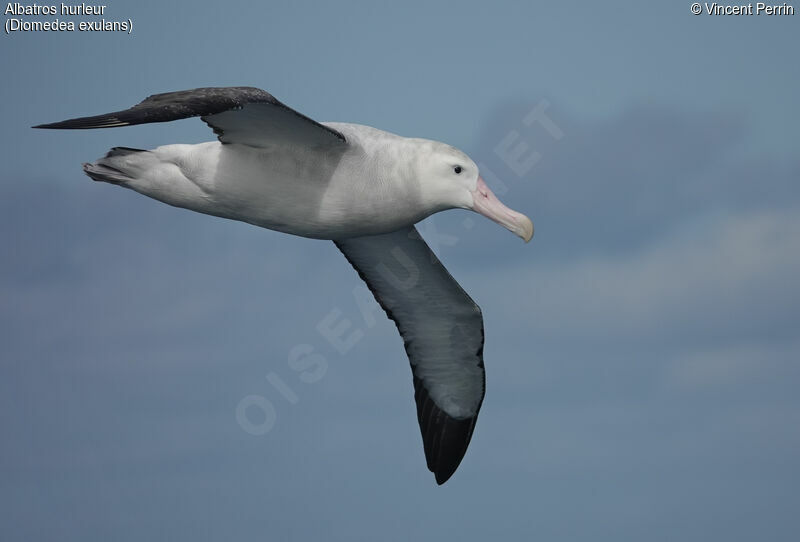Wandering Albatrossadult, Flight