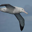 Albatros hurleur