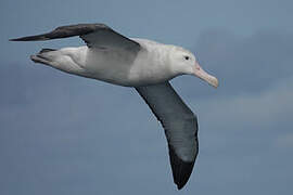 Albatros hurleur