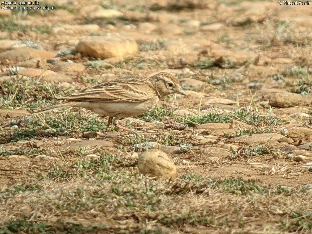 Greater Short-toed Lark