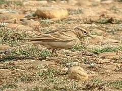 Greater Short-toed Lark