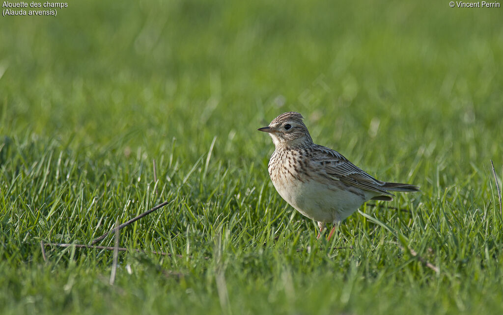 Eurasian Skylarkadult