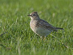 Eurasian Skylark