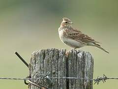 Eurasian Skylark