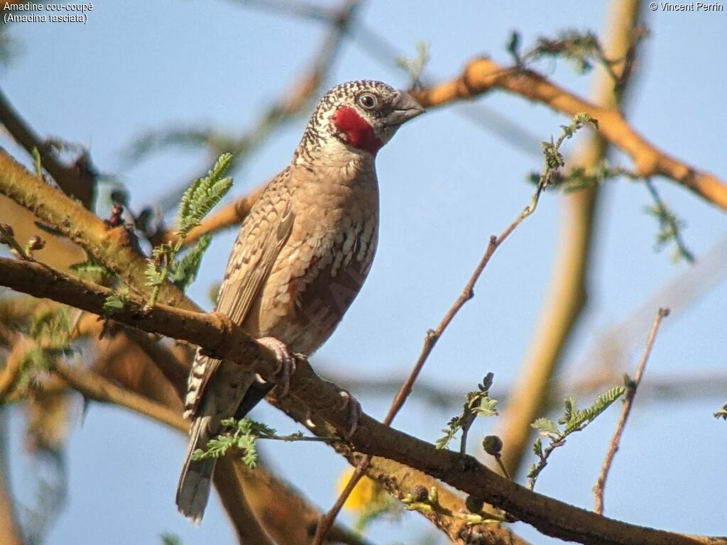 Cut-throat Finch male