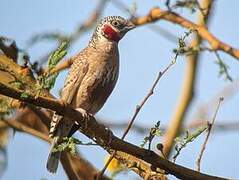 Cut-throat Finch