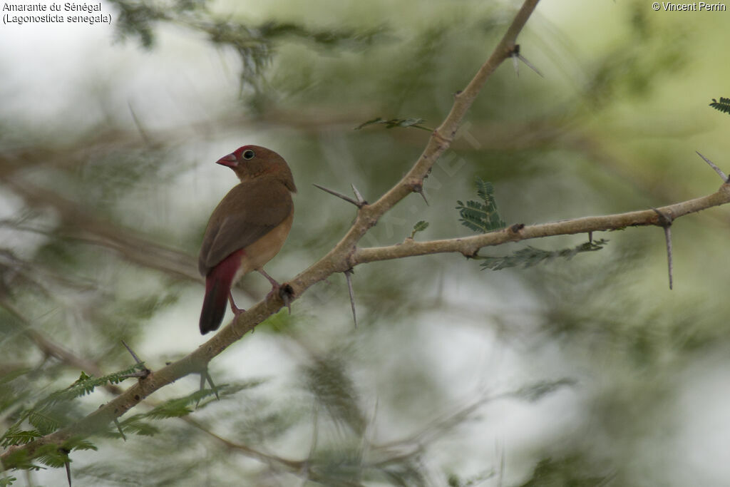 Red-billed Firefinch female