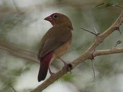 Red-billed Firefinch