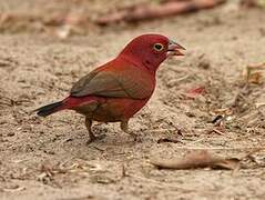 Red-billed Firefinch