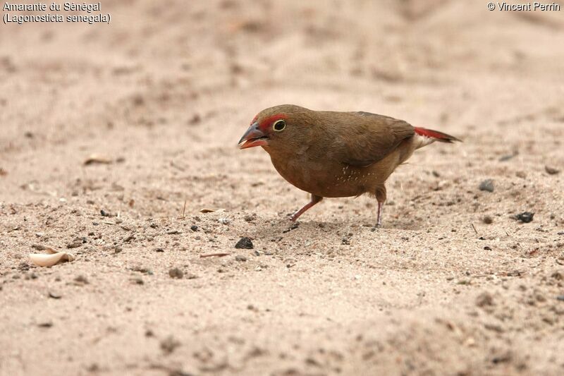 Red-billed Firefinch female adult