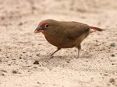 Red-billed Firefinch