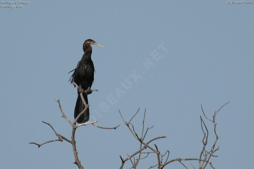 Anhinga d'Afrique