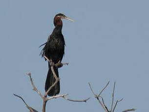 Anhinga d'Afrique