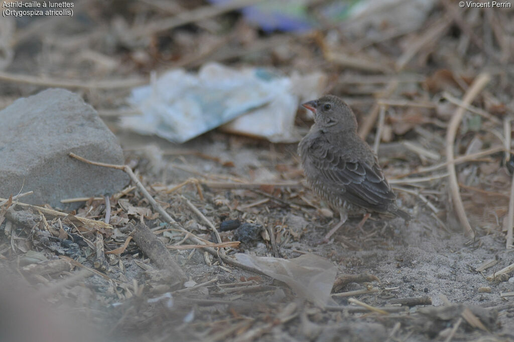 Quailfinch