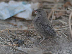 Quailfinch