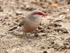 Black-rumped Waxbill