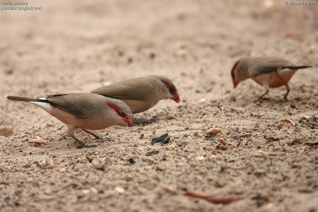 Black-rumped Waxbill