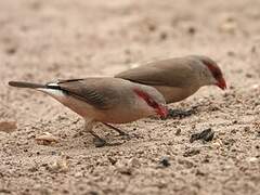 Black-rumped Waxbill