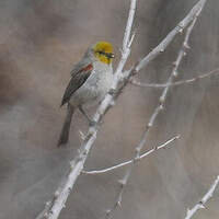 Auripare verdin