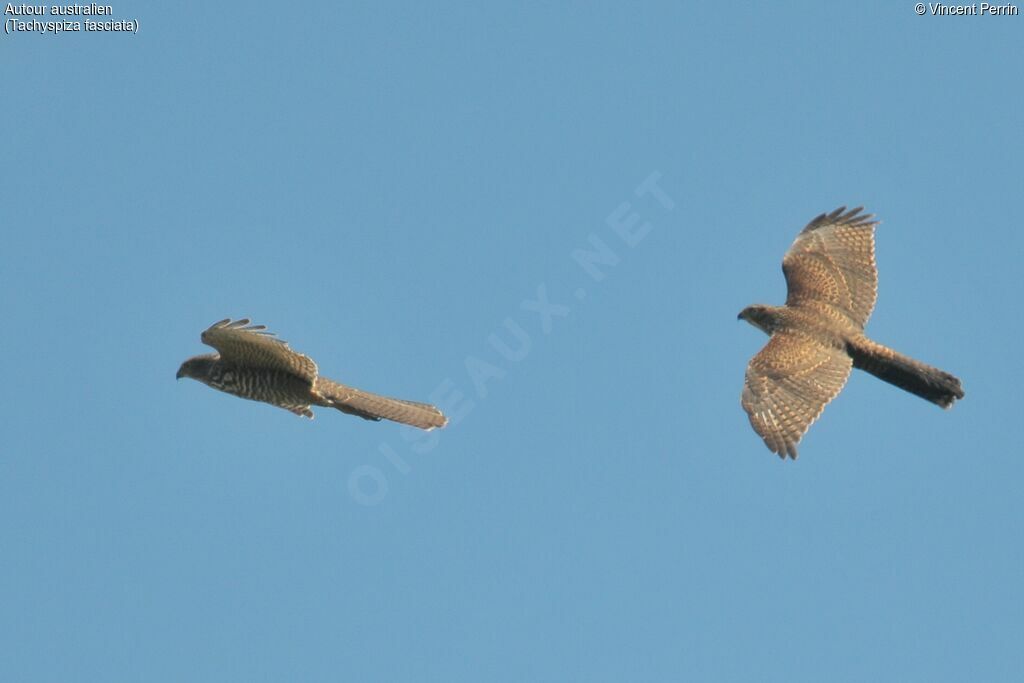 Brown Goshawk