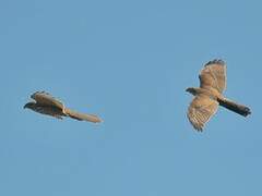 Brown Goshawk