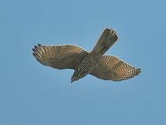 Brown Goshawk