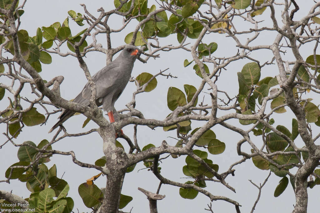 Dark Chanting Goshawkadult