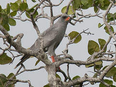 Dark Chanting Goshawk