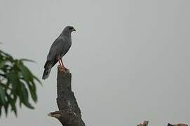 Dark Chanting Goshawk