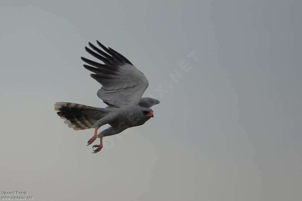 Dark Chanting Goshawkadult