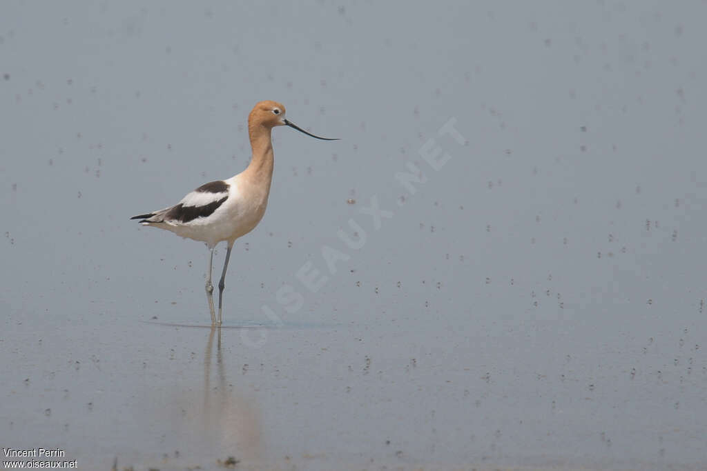 Avocette d'Amérique femelle adulte, identification