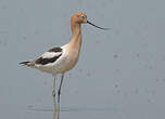 Avocette d'Amérique