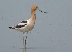 American Avocet