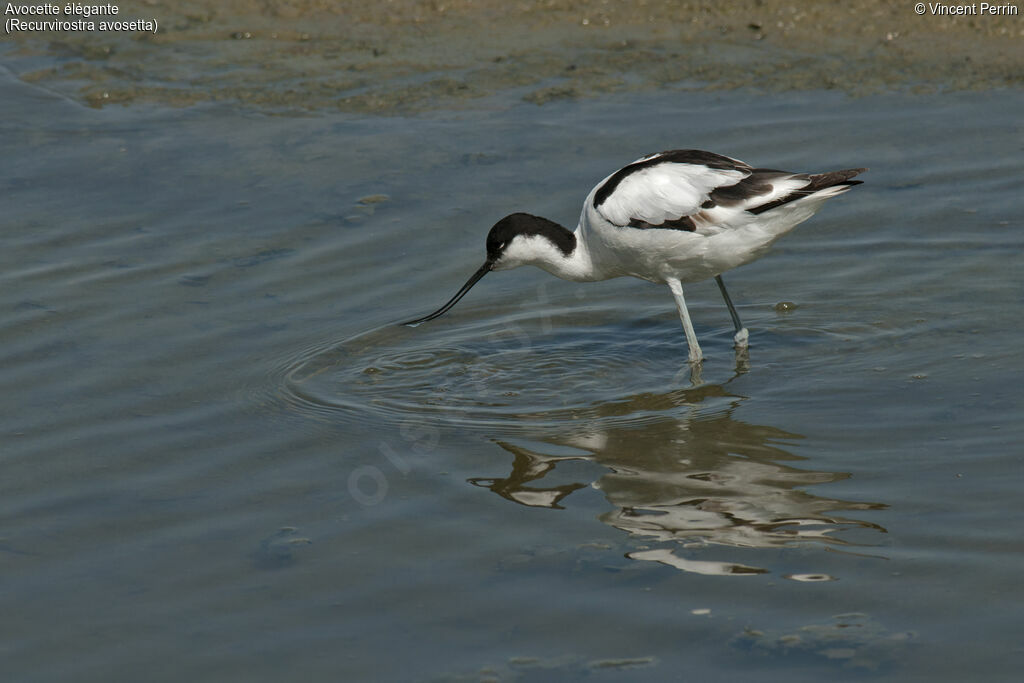 Avocette éléganteadulte