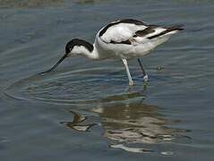 Pied Avocet