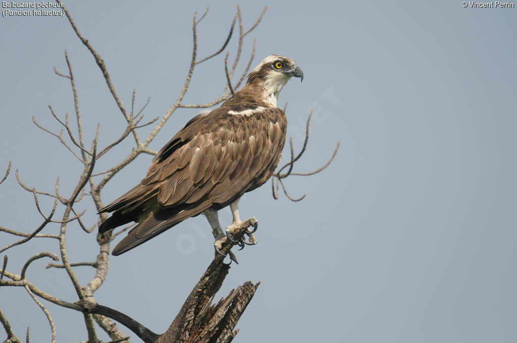 Osprey