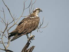 Western Osprey