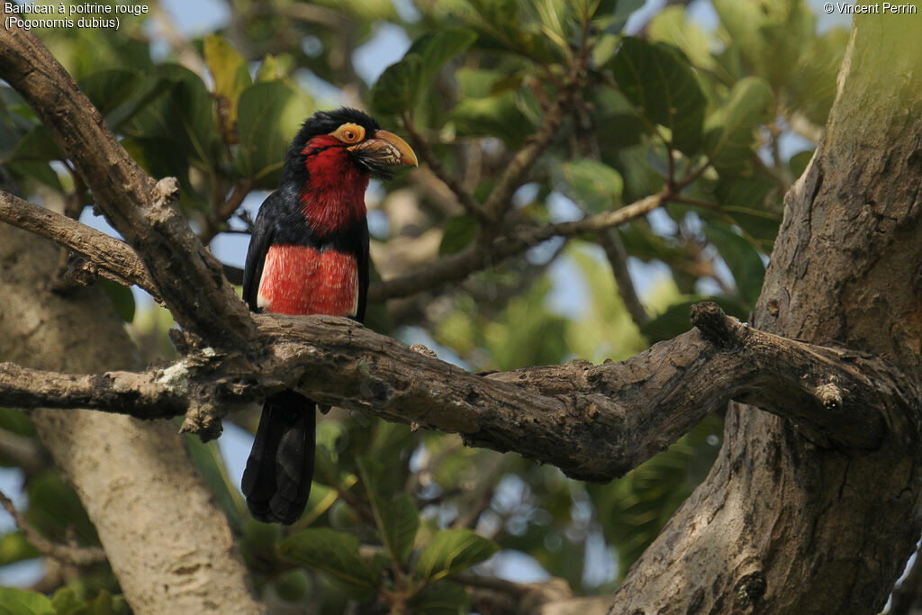 Bearded Barbet