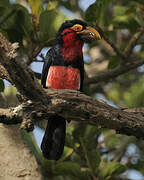 Bearded Barbet