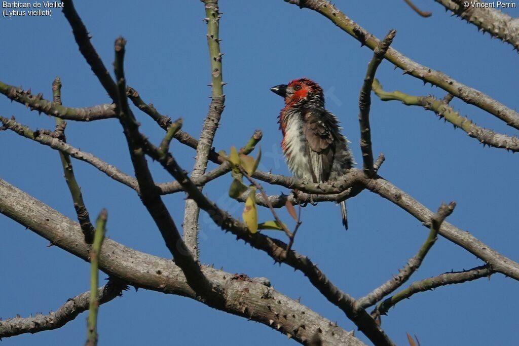 Vieillot's Barbet